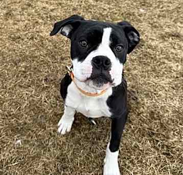 Photo of Cheeto