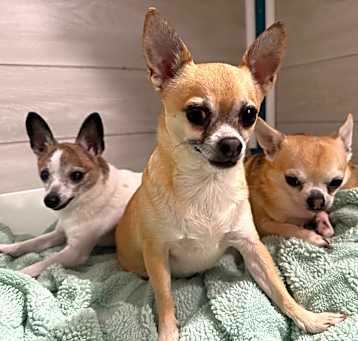 Photo of Bubba, Izzy, & Sassy