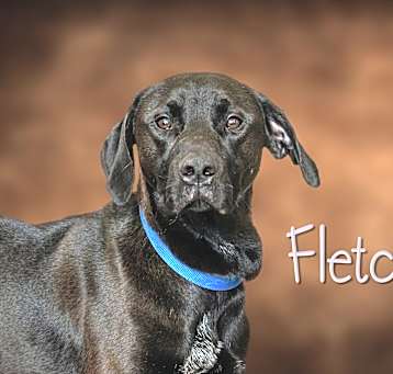 Photo of Fletch
