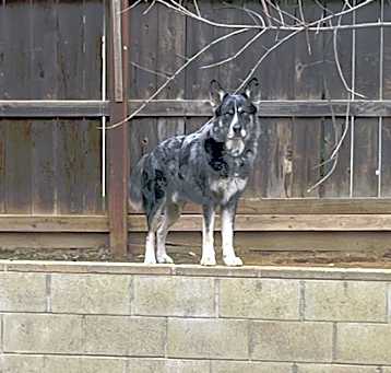 Photo of Brody