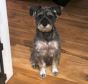 Photo of Milo