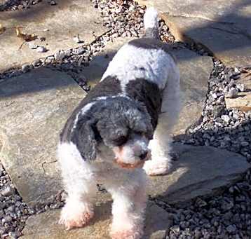 Photo of SHELBY (SRC#1980) ADOPTED