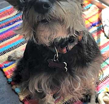 Photo of CALI (SRC#2002) is ADOPTED