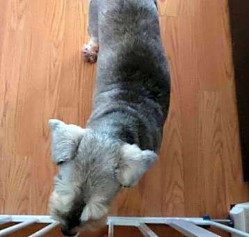 Photo of COOPER (SRC#1999) ADOPTED