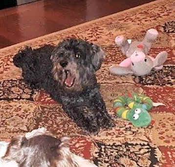 Photo of STORMY (SRC#2000) ADOPTED