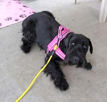 Photo of WILLOW (SRC#1951) is  ADOPTED AS OF MAY 12