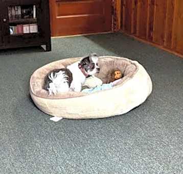 Photo of BESS TRUMAN (SRC#1964) ADOPTED
