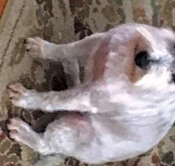 Photo of HUNTER (SRC#1852) ADOPTED