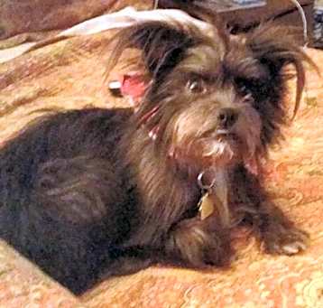 Photo of FLUFFY now COCO (SRC#1968) ADOPTED