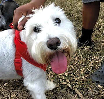 Photo of HOLLY (SRC#1970) ADOPTED