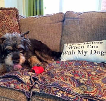 Photo of BUGSY (SRC#1869) ADOPTED