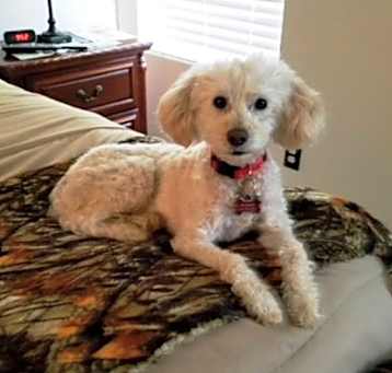 Photo of BUDDY (SRC#1913) ADOPTED