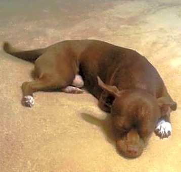 Photo of BUD (SRC#1823) ADOPTED