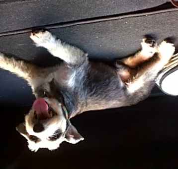 Photo of MAX (SRC#1958) ADOPTED