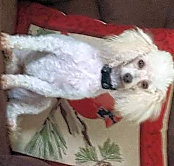 Photo of BELL (SRC#1814) ADOPTED