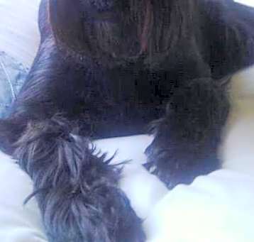 Photo of BARNEY (SRC#1879) ADOPTED