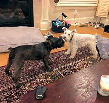 Photo of BALLISTER (SRC#1846) ADOPTED