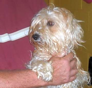 Photo of ANDIE (SRC#1836) ADOPTED
