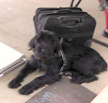 Photo of ASHUR NOW BUDDY (SRC#1950) in VA ADOPTED