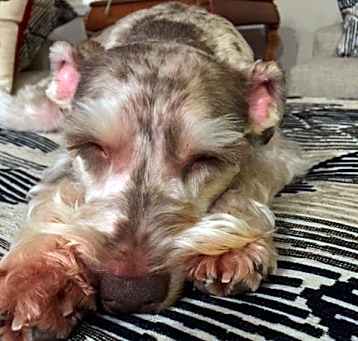 Photo of CHARLIE (SRC#1957) OWNER PLACEMENT ADOPTED!!
