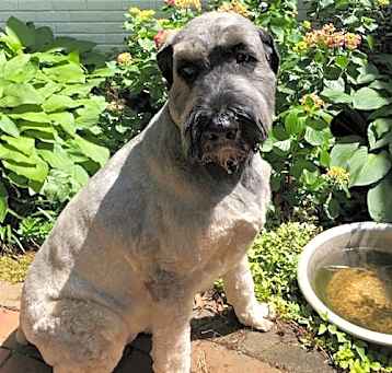 Photo of LOLA (SRC#1956) OWNER PLACEMENT ADOPTED!!