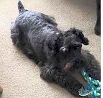 Photo of CHARLIE (SRC#1934) ADOPTED