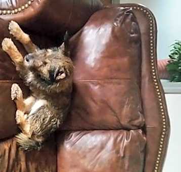 Photo of ROGER now FRANKLIN (SRC#1927)  ADOPTED