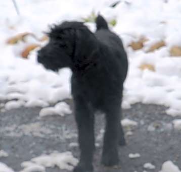 Photo of DAISY now KOBA (SRC#1945) in VA ADOPTED