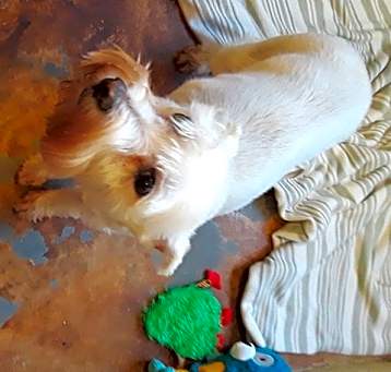 Photo of ZELDA (SRC#1938) ADOPTED
