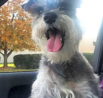 Photo of MIMI (SRC#1919)  ADOPTED