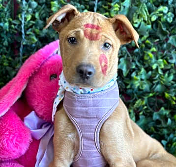 Photo of Cheeto