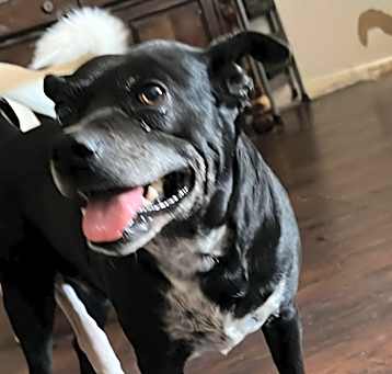 Photo of Daisy