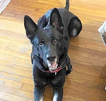 Photo of Moose