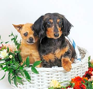 Photo of Darla *bonded with Mr. Weenie*