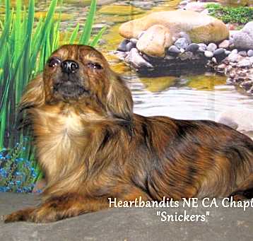 Photo of Snickers
