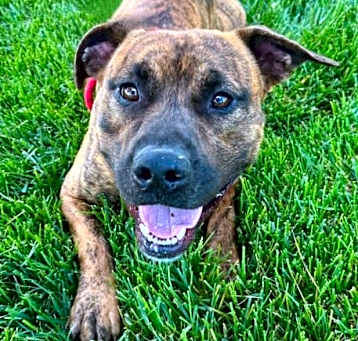 Photo of DIESEL