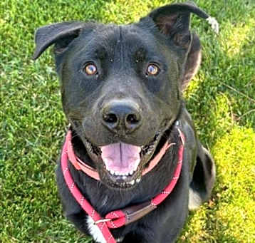 Photo of *ANGUS