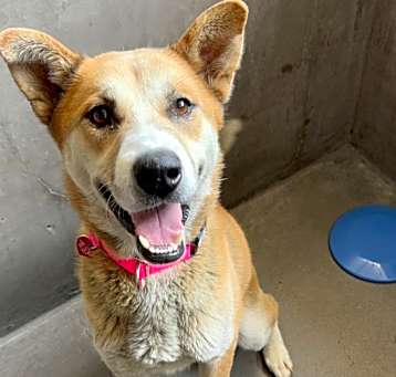 Photo of Dream A2187051