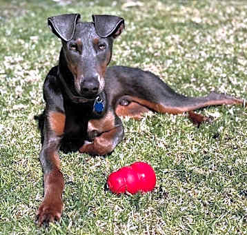 Photo of Doggo