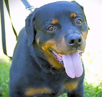 Photo of DIGGS