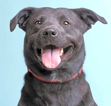 Photo of Karuppy
