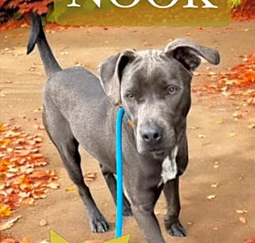 Photo of Nook
