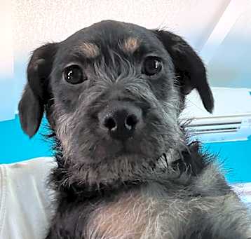 Photo of Waffles