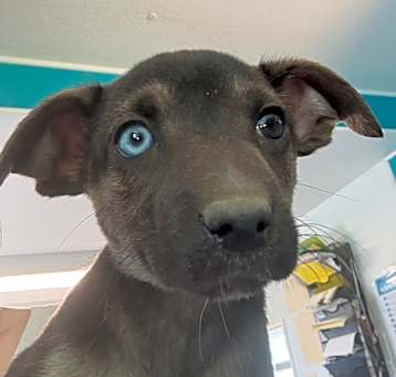 Photo of Dante