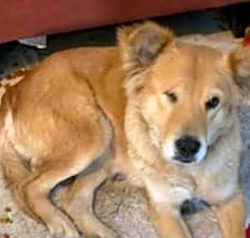 Photo of Lazzy -
