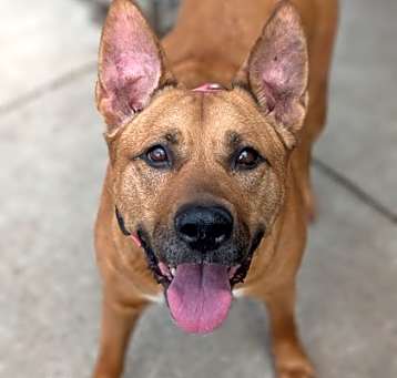 Photo of Monroe (Special Paws)