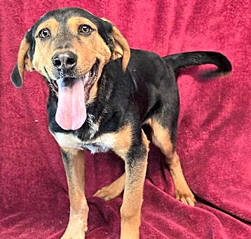 Photo of Vertigo *foster needed*
