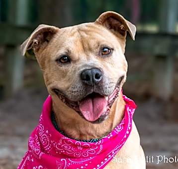 Photo of Ginger