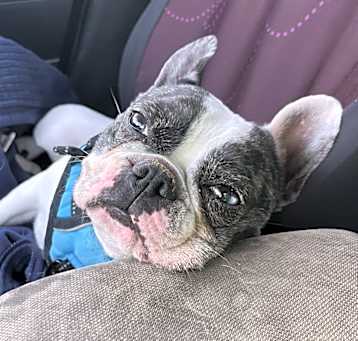Photo of Lulu