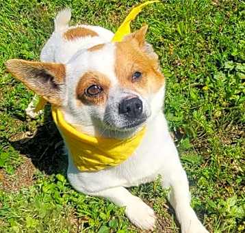 Photo of Pico